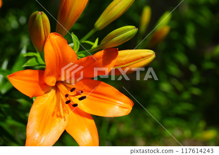 Gorgeous orange lily flower 117614243