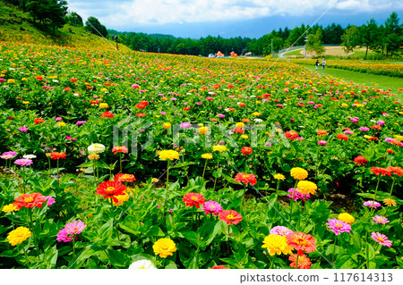 Zinnia flower field blooming on the plateau 117614313