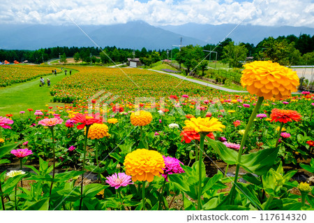 廣闊的花田 117614320