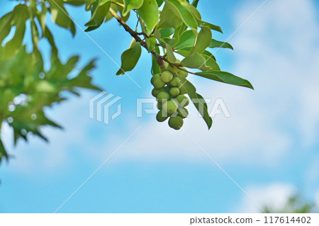 Green sedge fruit (summer, August) 117614402