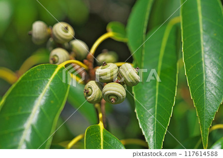 Young Quercus serrata fruits (Summer, August) Young Quercus serrata fruits (Summer, August) 117614588