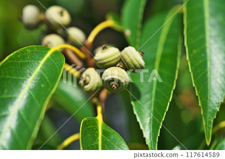 Young Quercus serrata fruits (Summer, August) Young Quercus serrata fruits (Summer, August) 117614589