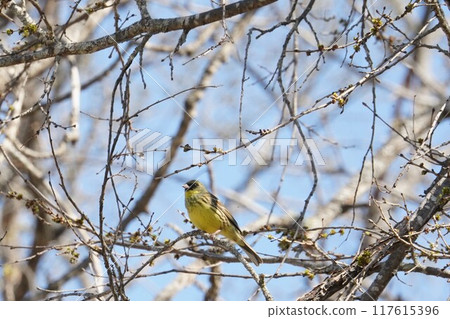 Spring, the singing of the blue-and-white flycatcher Spring, the singing of the blue-and-white flycatcher 117615396