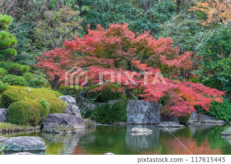 A scene of colorful maple leaves at their best in the silence 117615445