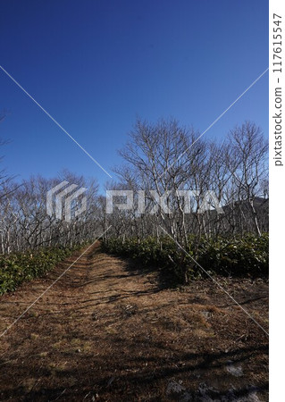 A hiking trail leading to Mount Mashu in late autumn 117615547
