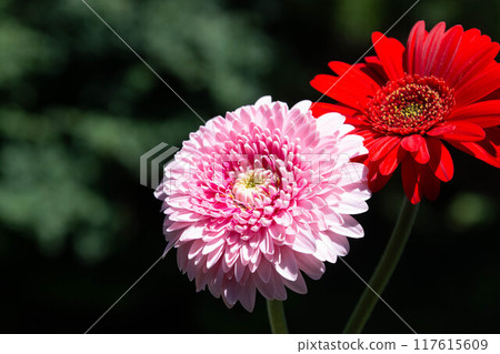 Pink and red Gerbera 117615609