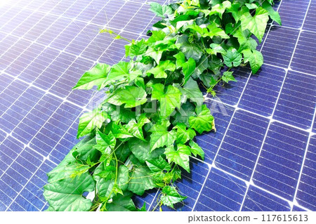 Close-up of overgrown weeds on solar panels Close-up of overgrown weeds on solar panels 117615613