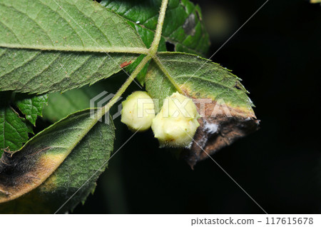 Small white galls of the rose gall wasp on the underside of a wild rose leaf (gall, natural light + strobe, macro) Small white galls of the rose gall wasp on the underside of a wild rose leaf (gall, natural light + strobe, macro) 117615678