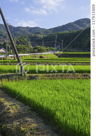 Summer countryside scenery Tottori Prefecture Gunge Town Summer countryside scenery Tottori Prefecture Gunge Town 117615809