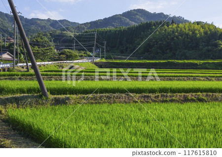Summer countryside scenery Tottori Prefecture Gunge Town 117615810