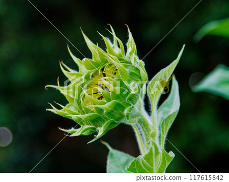 Sunflower buds, annual plant of the Asteraceae family Sunflower buds, annual plant of the Asteraceae family 117615842