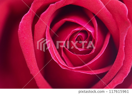 Defocused red rose flower background. 117615961