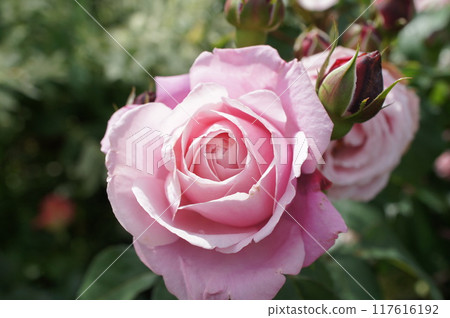 玫瑰Chanterozemisat 117616192