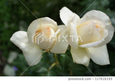 玫瑰柴可夫斯基 玫瑰柴可夫斯基 117616193