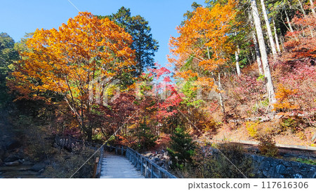 赤澤溪谷(秋季):赤澤自然休養林 赤澤溪谷(秋季):赤澤自然休養林 117616306