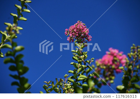 Pink crape myrtle that shines against the blue sky Pink crape myrtle that shines against the blue sky 117616313