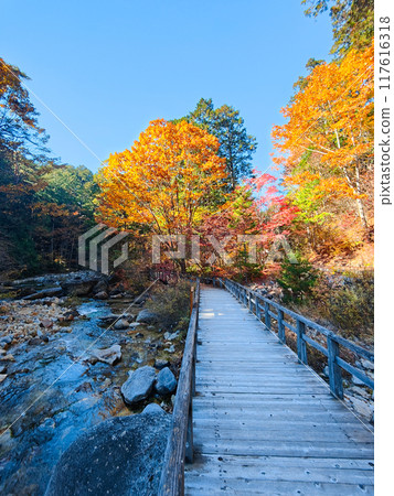 Akasawa Valley (Autumn): Akasawa Natural Recreation Forest 117616318