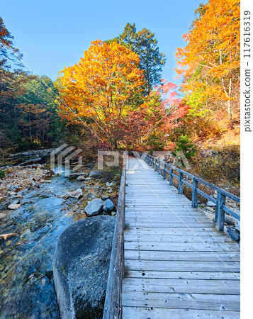 Akasawa Valley (Autumn): Akasawa Natural Recreation Forest 117616319