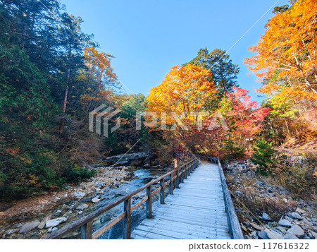 赤澤溪谷（秋季）：赤澤自然休養林 117616322