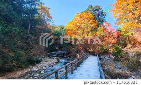Akasawa Valley (Autumn): Akasawa Natural Recreation Forest 117616323
