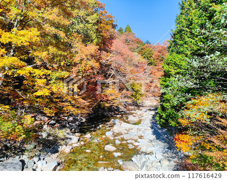 赤澤溪谷（秋季） 117616429