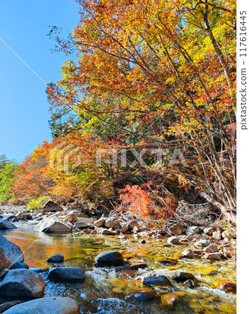 Akazawa Valley (Autumn) 117616445