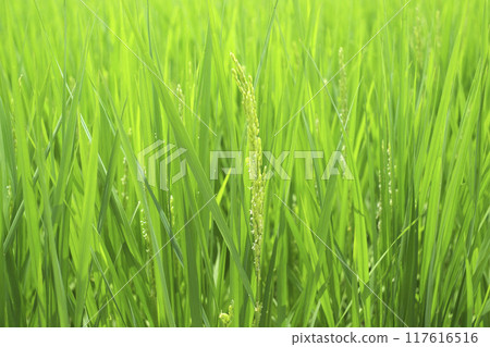 夏季稻田中的稻米和稻花 稻花 117616516