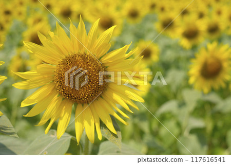 Sunflower field in summer sunflower Sunflower field in summer sunflower 117616541