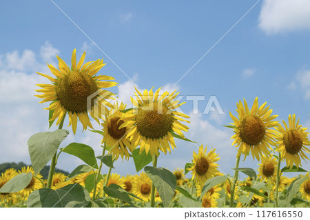 Sunflower field in summer sunflower Sunflower field in summer sunflower 117616550