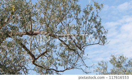 branch with Italian green olives 117616553