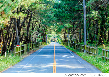 夏天 福岡縣宗像市松原皋月 夏天 福岡縣宗像市松原皋月 117616683