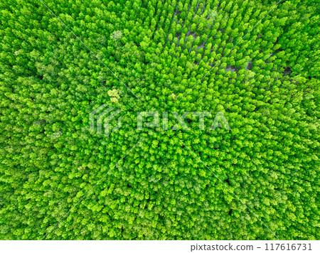 Aerial view green mangrove forest. Natural carbon sinks. Mangroves trees capture CO2. Blue carbon ecosystems. Mangroves absorb carbon dioxide emissions and mitigating global warming. Green ecosystem. Aerial view green mangrove forest. Natural carbon sinks. Mangroves trees capture CO2. Blue carbon ecosystems. Mangroves absorb carbon dioxide emissions and mitigating global warming. Green ecosystem. 117616731