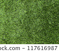 Green grass background 117616987