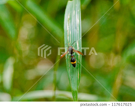 A hunting wasp resting on a bamboo leaf, Vespidae A hunting wasp resting on a bamboo leaf, Vespidae 117617025