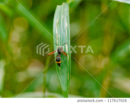 A hunting wasp resting on a bamboo leaf, Vespidae A hunting wasp resting on a bamboo leaf, Vespidae 117617026