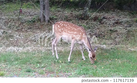 梅花鹿 梅花鹿 117617139