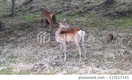 Sika deer Sika deer 117617141