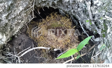 Bird's nest at the base of a tree 117618264