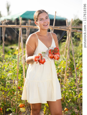 Young woman is working in garden between beds, picking ripe red tomatoes Young woman is working in garden between beds, picking ripe red tomatoes 117618396