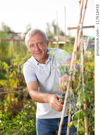 Elderly man cares for plant in garden 117618438