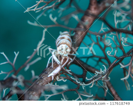 Black-necked shrimp 117618749