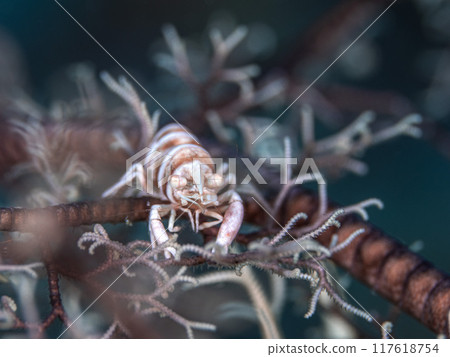 黑頸蝦 黑頸蝦 117618754