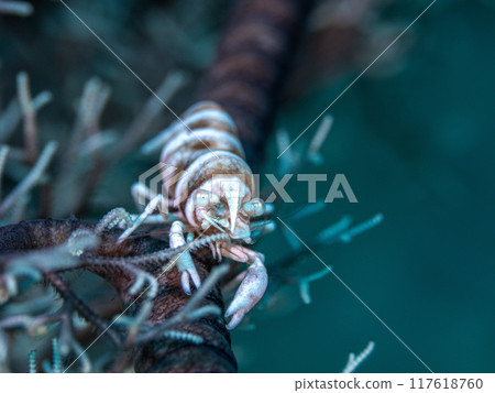 Black-necked shrimp 117618760