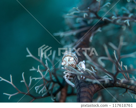 黑頸蝦 黑頸蝦 117618761