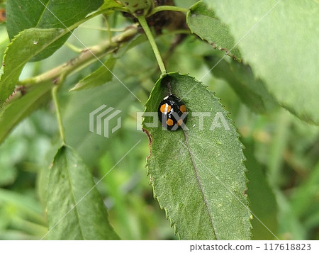 A ladybug (four crests) resting on a peach leaf A ladybug (four crests) resting on a peach leaf 117618823