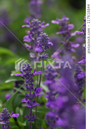 Salvia farinacea buds and flowers Salvia farinacea buds and flowers 117618844