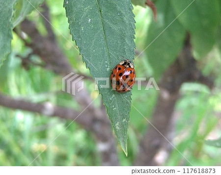 A ladybug (18 crests) resting on a flowering peach leaf 117618873