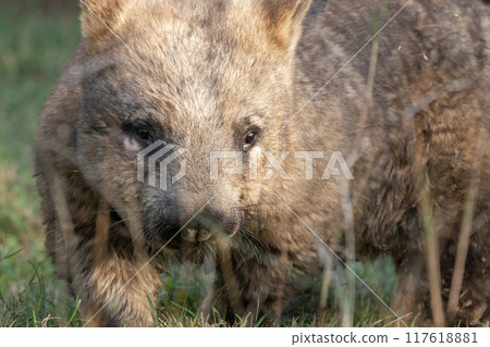Southern hairy-nosed Wombat 117618881