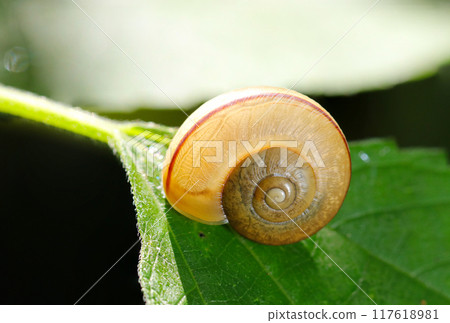 陽光背光下美麗明亮的琥珀色蝸牛(自然光+頻閃微距特寫) 陽光背光下美麗明亮的琥珀色蝸牛(自然光+頻閃微距特寫) 117618981