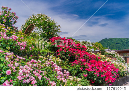 [山梨縣]富士川工藝公園玫瑰園盛開的美麗玫瑰 117619045